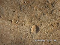 Sizilien September 2014 101/Muschelkalkfußboden