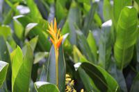 Singapur – Orchideengarten