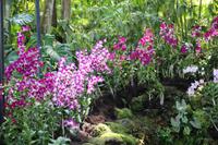 Singapur – Orchideengarten