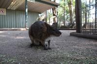 Featherdale Wildlife Park – Känguru