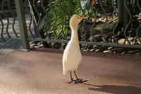 Featherdale Wildlife Park