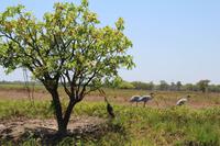 Kakadu-Nationalpark – Bootsfahrt auf dem Yellow Waters
