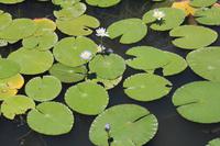 Kakadu-Nationalpark – Bootsfahrt auf dem Yellow Waters