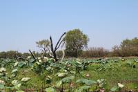Kakadu-Nationalpark – Bootsfahrt auf dem Yellow Waters