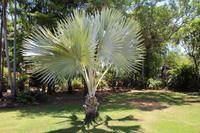 Kakadu-Nationalpark – Bootsfahrt auf dem Yellow Waters