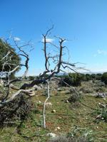 Nochmehr seltsame Gebilde