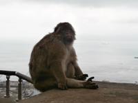 Gibraltars Affen