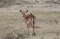 Impala und Madenhacker