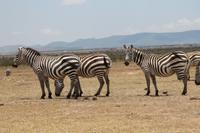 Steppenzebras