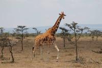 Rothschildgiraffe