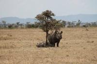 Nashorn mit Junge