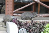 Klippschläfer an der Lodge