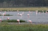 Flamingos am Nakuru See