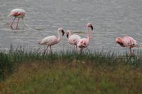 Flamingos am Nakuru See