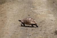 Leopardschildkröte