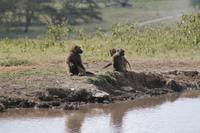 Paviane an der Lake Nakuru Lodge