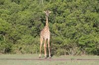 Masai Giraffe