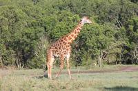 Masai Giraffe
