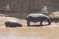 Hippos im Hippo Pool