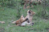 Löwenbabys beim Spielen