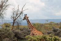 Giraffenbeobachtung auf Crescent Island