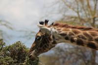 Giraffenbeobachtung auf Crescent Island