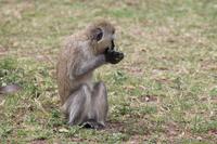 Meerkatzen im Lodgegelände