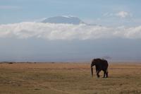 Elefant und Kilimanjaro