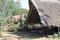 Elefant im Galdessa Camp