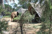 Elefant im Galdessa Camp