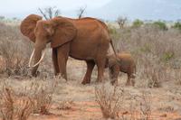 Tsavo Ost Nationalpark