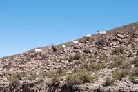 Lamas kreuzen unseren Weg