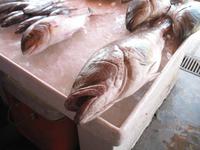 Fish Souk in Sharjah