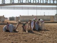 Kamel-Rennstrecke auf der Fahrt nach Al Ain