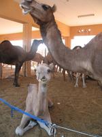 Kamelmarkt in Al Ain