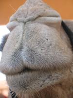 Kamelmarkt in Al Ain