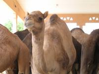 Kamelmarkt in Al Ain