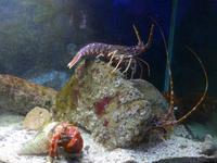 Cilento, Pioppi, Mittelmeermuseum, Krebse