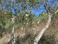 Cilento, bei der Olivenernte