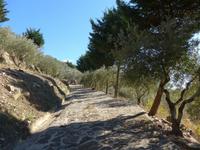 Cilento, Olivenhain am Monte Stella