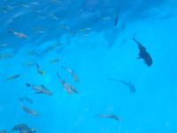 Ausflug mit dem Katamaran 