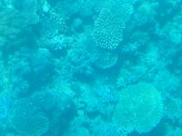 Great Barrier Reef (Fahrt mit dem Mini U-Boot - Semi Sub)