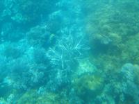 Great Barrier Reef (Fahrt mit dem Mini U-Boot - Semi Sub)