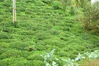 19.10.11, Teefeld bei Rize