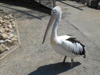 Wildlife Habitat Park in Port Douglas