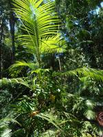 Daintree Nationalpark (Spaziergang durch den Regenwald)