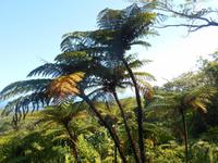 Daintree Nationalpark (Aussichtspunkt Alexandra Range)