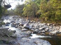Daintree Nationalpark (Mossman Gorge)