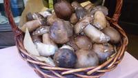 und überall Körbe mit frisch gesammelten Pilzen... Woher kommen die nur?