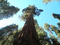 Sequoia Bäume